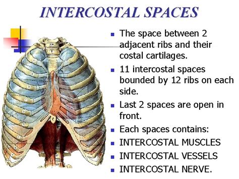 Good Morning Thoracic Cage Thoracic Wall Intercostal Space