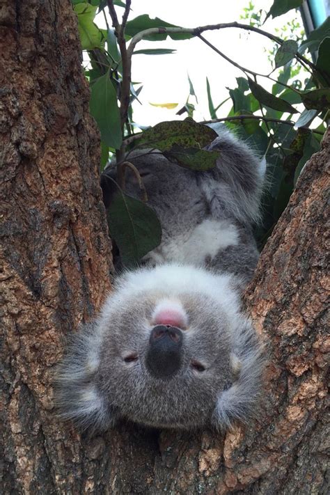 Koalas Can Sleep Up To 20 Hours A Day In Almost Any Position Cute