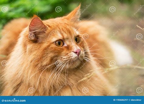 Beautiful Fluffy Red Orange Cat With Insight Attentive Smart Look