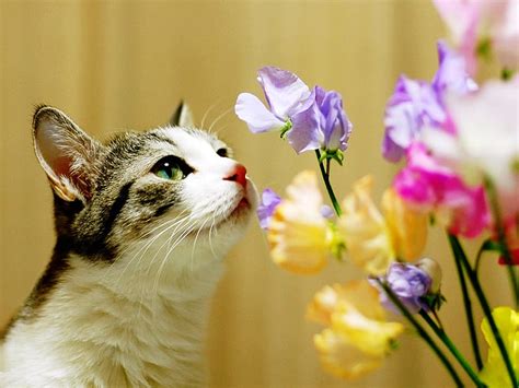 Cat Smells Flowers Smell Flowers Cat Kitten Animal Sweet Hd