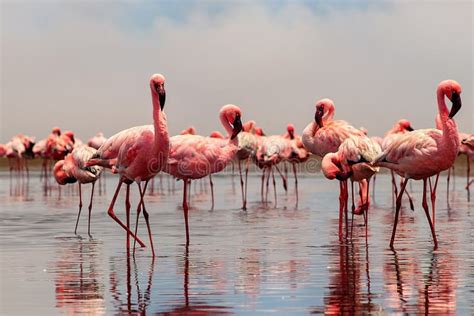 Group Of African Red Flamingo Birds And Their Reflection On Clear Water