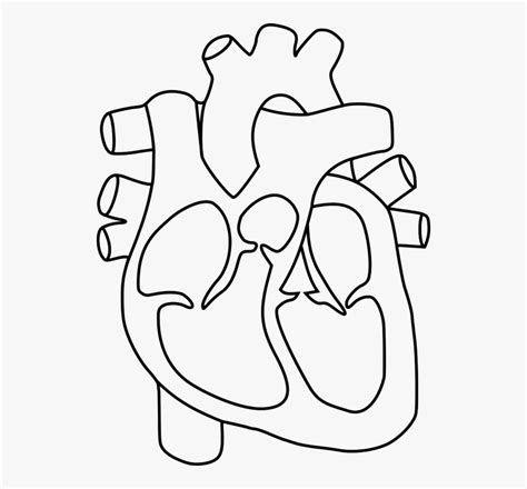 Human Heart Outline Drawing At Getdrawings Human Heart Diagram
