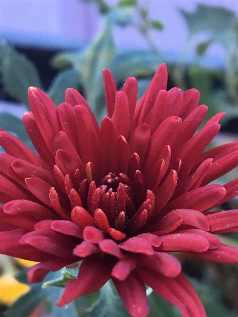 Buy Chrysanthemum Maroon Live Plant Bloomybliss Flower Shop