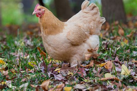 Buff Orpington Baby Chicks For Sale Poultry For Sale Cackle Hatchery