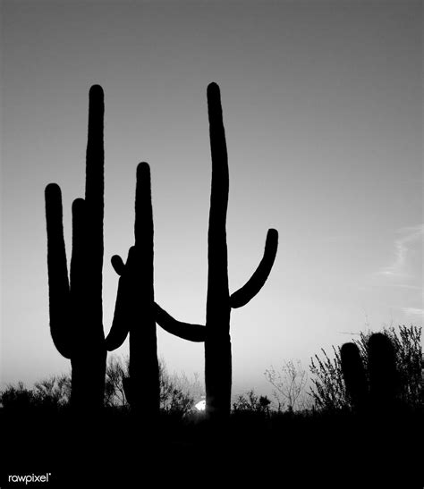 Saguaro Cactus Near Tucson Arizona Original Image From Carol M