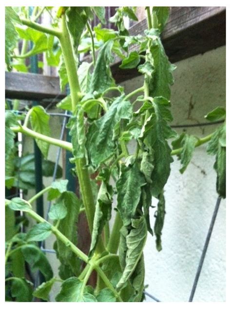 Tomato Plant Suddenly Wiltinghelp