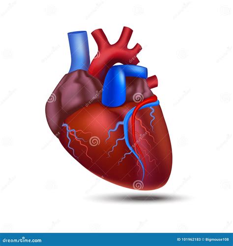 Realistic Detailed 3d Human Anatomy Heart Vector Stock Vector