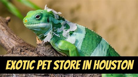 Exotic Pet Store In Houston Pet Store Exotic Animals In Houston Youtube