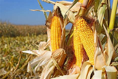 Estimating Corn Yield The Andersons
