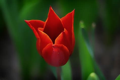 Free Images Landscape Nature Flower Petal Tulip Spring Red