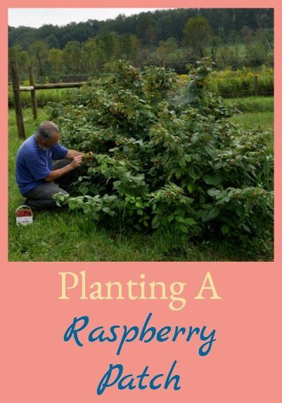 Planting A Raspberry Patch