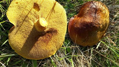 Id Request Adelaide Hills Pine Mushrooms Mushroom Hunting And