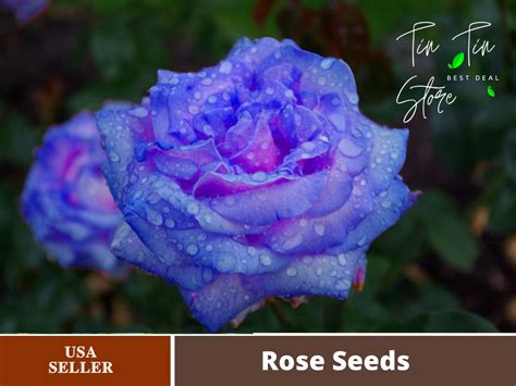 30 Rare Seed Blues Blue Rose Seeds Flower 1072 Authentic Etsy