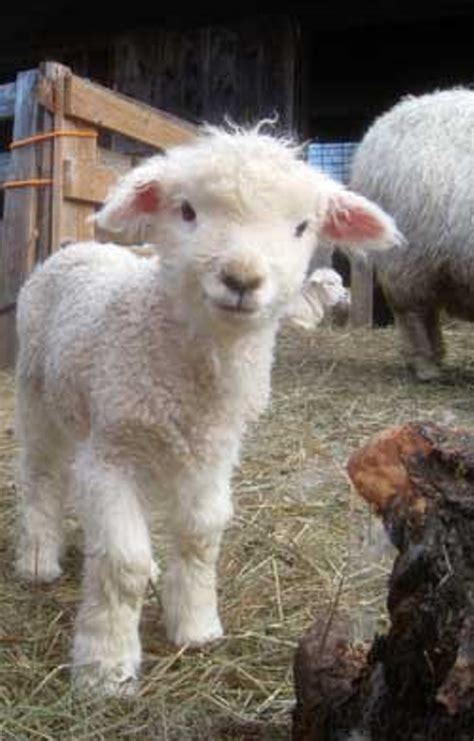 A sheep is an animal which has a thick coat of fleece on its body. Warm and Fuzzy | Culture | Seven Days | Vermont's ...