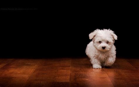 Cute Dog Backgrounds (52+ images)