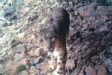Over 1000 Snow Leopards Live In Sanjiangyuan Area Cn