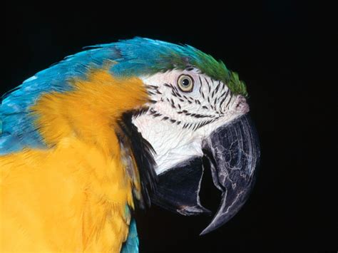 Blue And Yellow Macaw Wallpapers Hd Wallpapers Id 4874