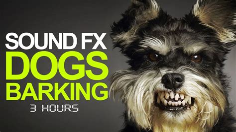Dog Barking Sound Effect High Quality 3 Hours Of Barking Dogs Youtube