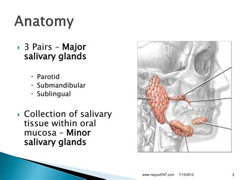 Ppt Anatomy And Physiology Of Salivary Glands Powerpoint Presentation