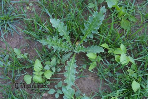 Canada Thistle Getting Rid Of Weeds