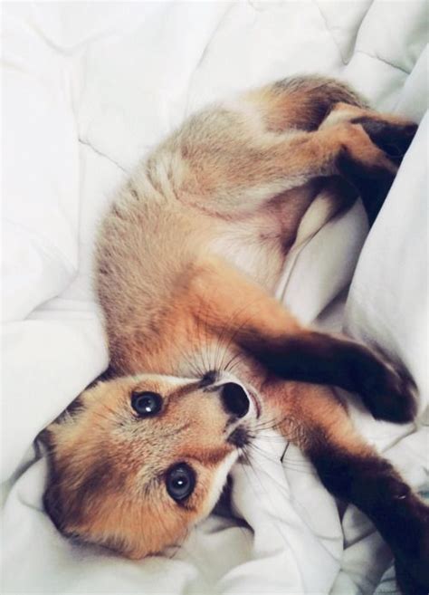100 Best Images About Furry Friends On Pinterest Cutest