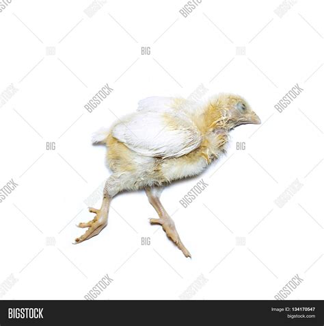 Body Dead Chicken Image And Photo Free Trial Bigstock