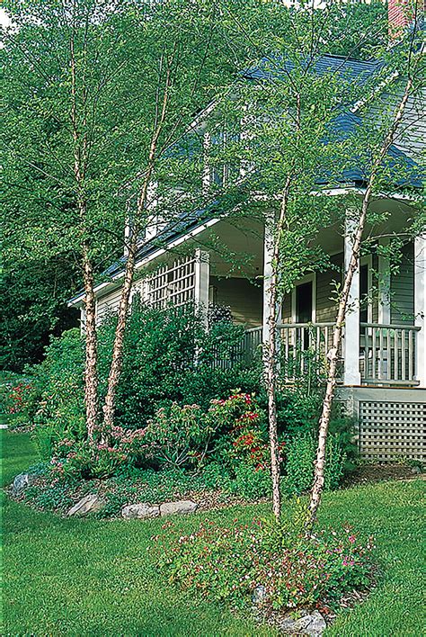 Fast Growing Shade Trees Fast Growing Shade Trees River Birch Trees