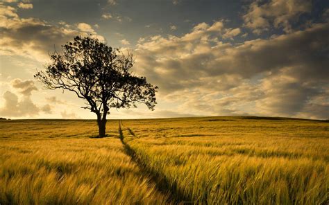 Tree In The Golden Field Wallpaper Nature And Landscape Wallpaper