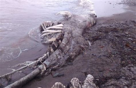Fishermen Caught A Dinosaur Like Creature In The Pacific Ocean