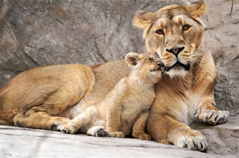 Lioness Lion Mother Baby Hd Wallpaper