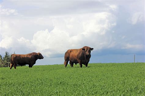 Calving Ease Top Priority When Selecting Heifer Bulls Canadian Cattlemen