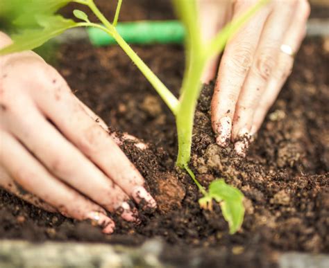 Cómo hacer insecticidas naturales guía paso por paso Cleanipedia