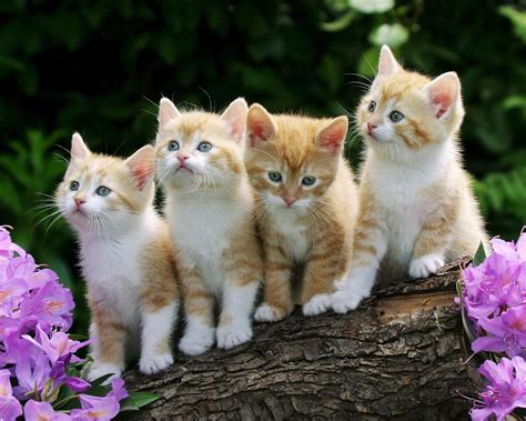 Four Tabby Kittens Photo Hd Wallpaper Wallpaper Flare