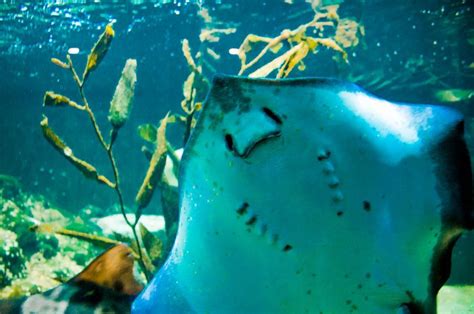 Free Stock Photo Of Manta Ray Floating Underwater Download Free