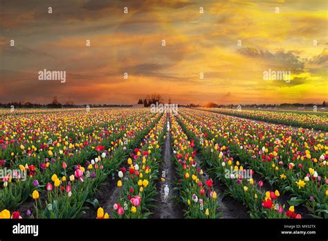 Sunset Over Colorful Tulip Flower Fields In Full Bloom During Spring