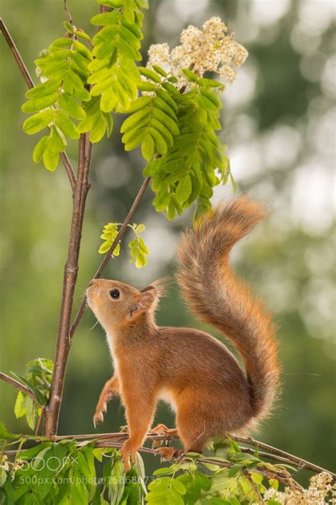 Planning Higher Up Cute Squirrel Animals Beautiful