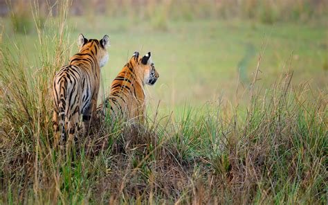 Tadoba Tiger Photography Tour Private Guided Safaris