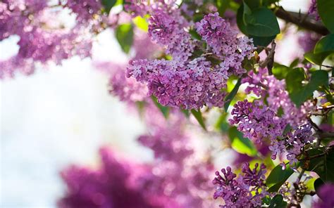 Lovely Lilacs Hd Wallpaper Pxfuel