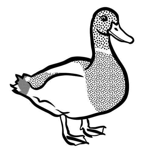 Mallard Duck Black And White Clipart Free Download Transparent Png
