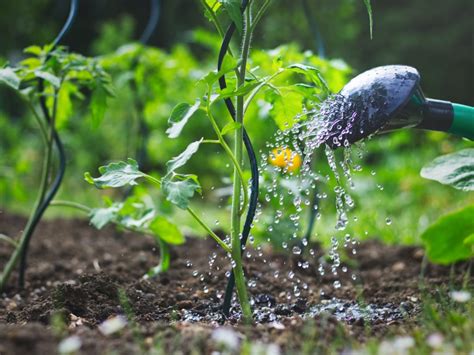 (38 c.) heat in the morning, rather than being chintzy and only giving it two minutes worth of watery goodness in the afternoon. When To Water Plants: The Best Time To Water Vegetable Garden