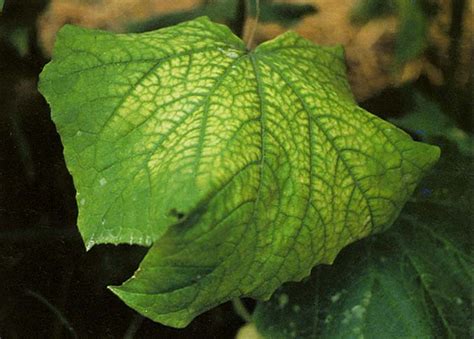 https://aggie-horticulture.tamu.edu/vegetable/problem-solvers/cucurbit-problem-solver/leaf-disorders/beet-pseudo-yellows/