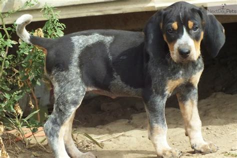 Yes, the gorgeous state of kentucky is probably best known for horses due to the yearly kentucky derby. Bluetick Coonhound puppy for sale near Altoona-johnstown ...