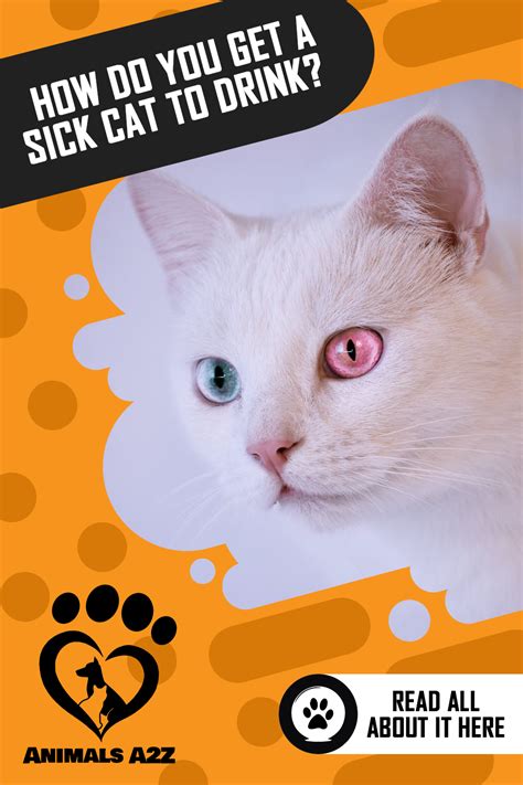 You can treat the coccidiosis infection if you spot it on time. How Do You Get A Sick Cat to Drink? - Cat facts! in 2020 ...