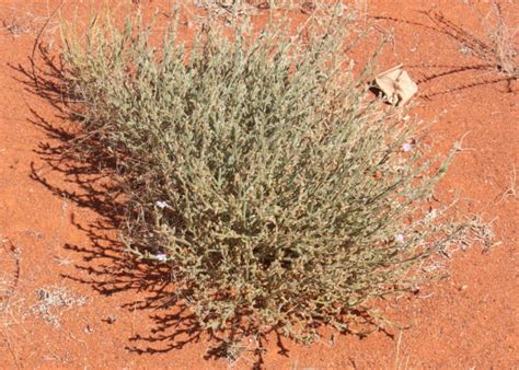 Australian Desert Plants Goodeniaceae
