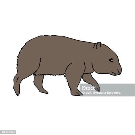 Vector Hand Drawn Doodle Sketch Wombat Stock Illustration Download