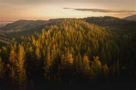 Golden Hour Forest 2989401 Hd Wallpaper And Backgrounds Download