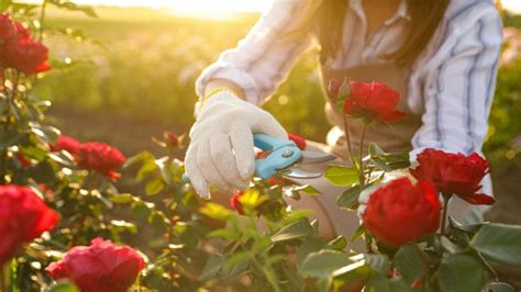 Rosen Tipps Und Tricks Zur Rosenpflege