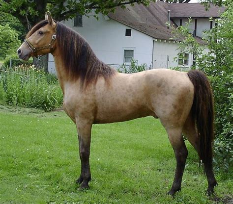 criollo horse info origin history pictures