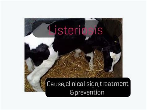 Listeriosis In Cattle Cause Clinical Signs Treatment Prevention Youtube