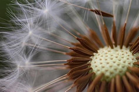 Dandelion Seeds — Science Learning Hub